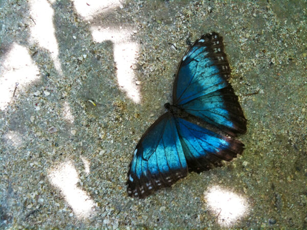 butterfly