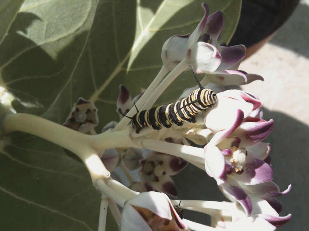 caterpillar