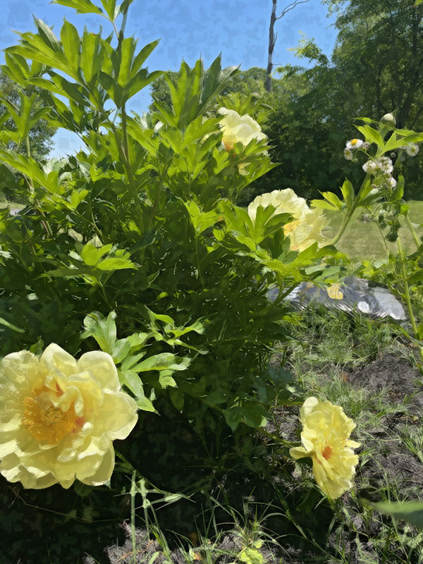 Spring Flowers