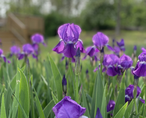 Irises