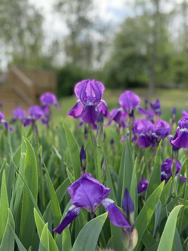 Irises