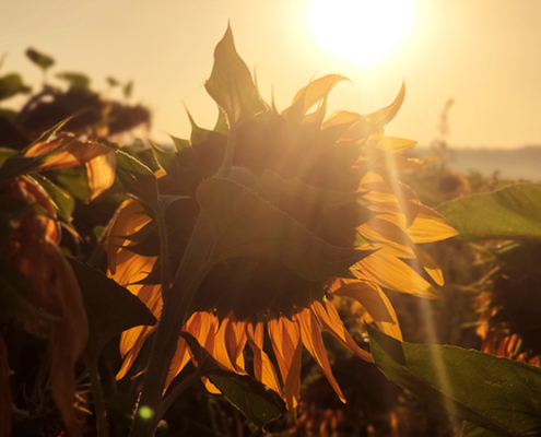 sunflower