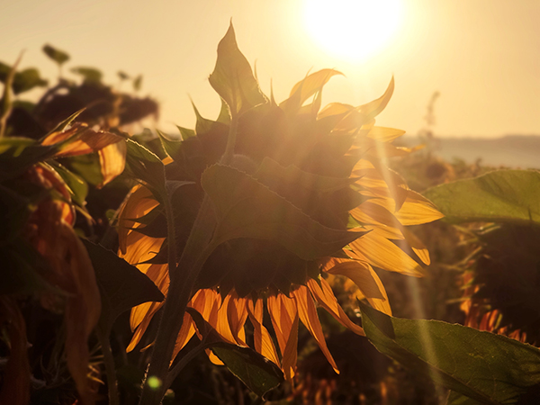 sunflower