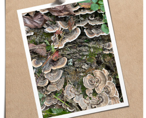 Turkey Tails