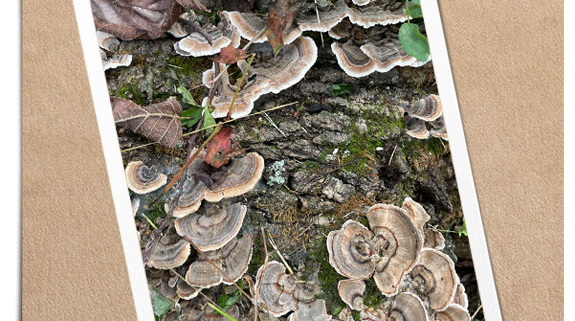 Turkey Tails