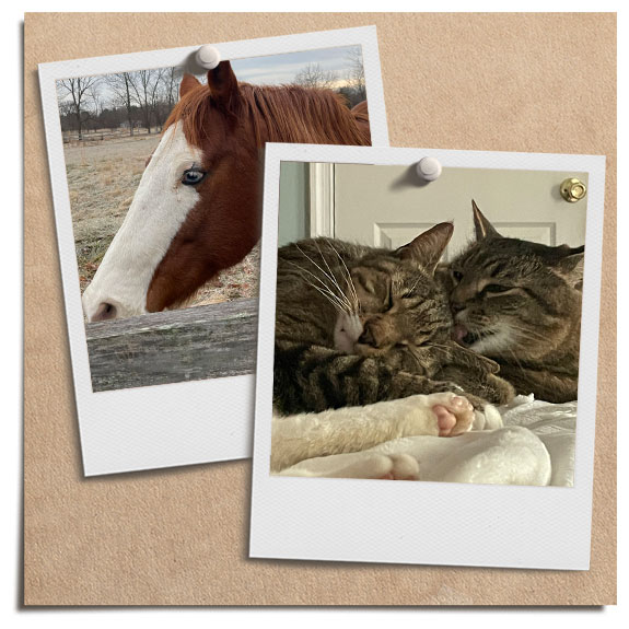 horse and cat