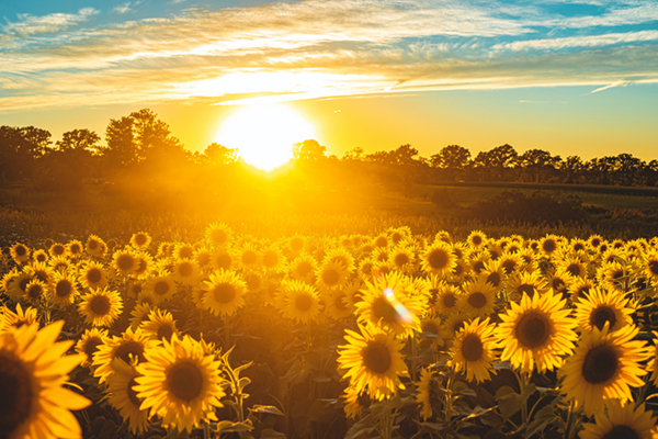 Sunflowers